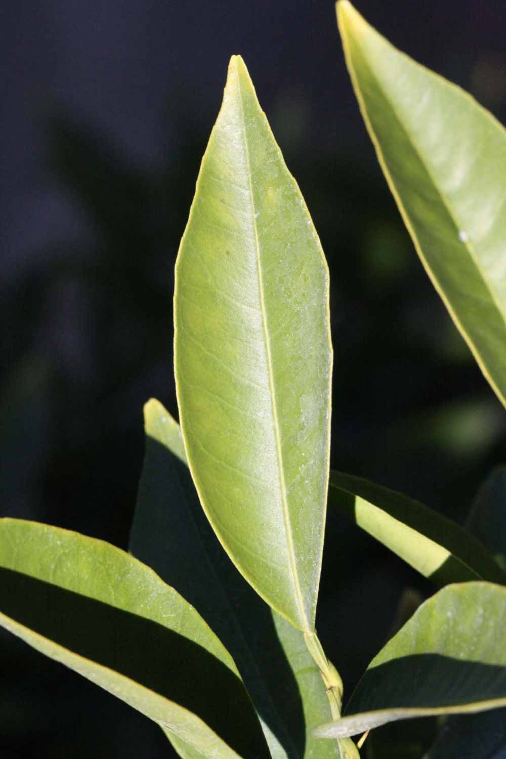              Unifoliolate leaf (Riverside, CA)       